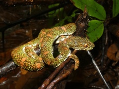 Bothriechis schlegelii