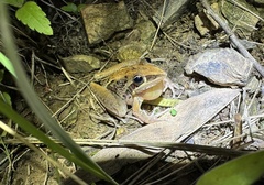 Litoria nasuta