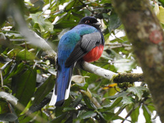 Trogon surrucura