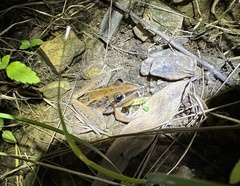 Litoria nasuta