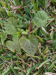 Ipomoea triloba