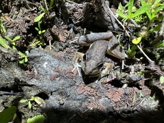 Litoria latopalmata