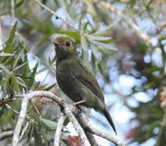 Chiroxiphia caudata