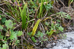 Lepisorus ussuriensis