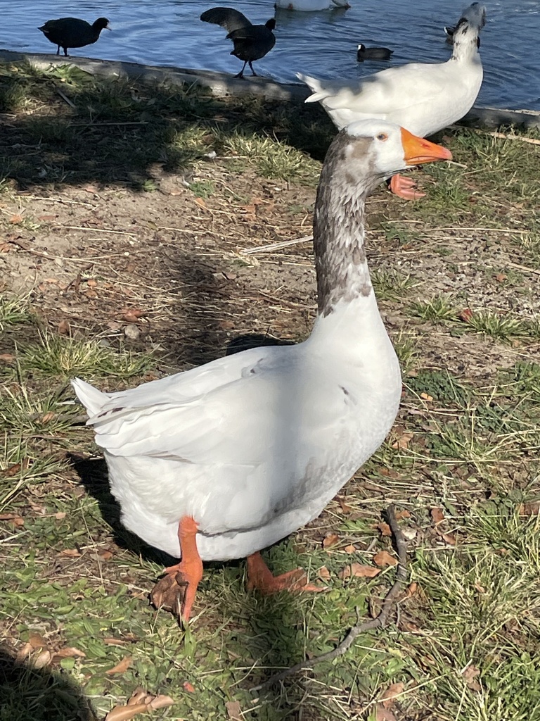 Grey Geese from Santa Fe Dam Recreational Area, Irwindale, CA, US on ...