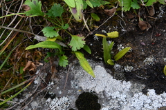 Lepisorus ussuriensis