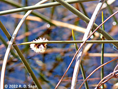 Schoenoplectus californicus