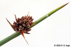 Schoenoplectus californicus