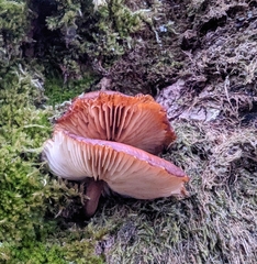 Armillaria nabsnona