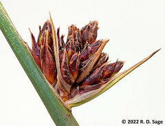 Schoenoplectus californicus