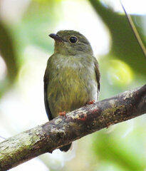 Chiroxiphia pareola