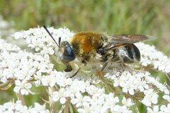 Stratiomys longicornis