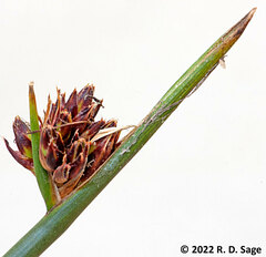 Schoenoplectus californicus