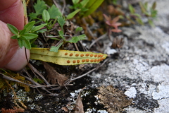 Lepisorus ussuriensis