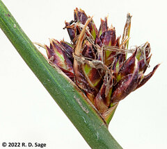 Schoenoplectus californicus