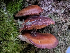 Armillaria nabsnona