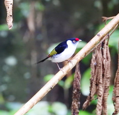 Ilicura militaris