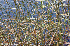 Schoenoplectus californicus