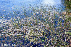 Schoenoplectus californicus