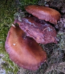 Armillaria nabsnona