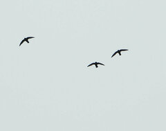 Cypseloides fumigatus