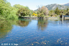 Schoenoplectus californicus