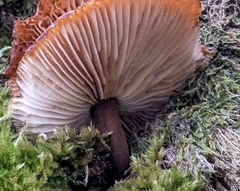 Armillaria nabsnona