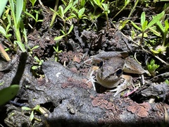 Litoria latopalmata