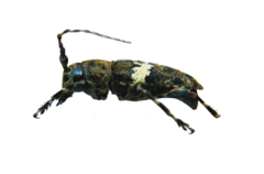 Aegomorphus quadrigibbus