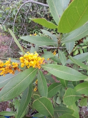 Byrsonima intermedia