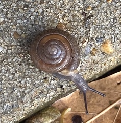Triodopsis hopetonensis