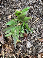 Dichanthelium commutatum