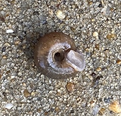 Triodopsis hopetonensis