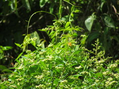 Eudulini