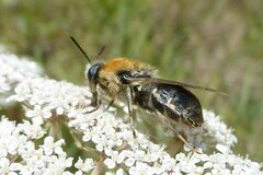 Stratiomys longicornis