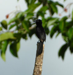 Tachyphonus phoenicius