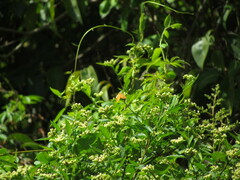 Eudulini