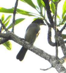 Tachyphonus phoenicius