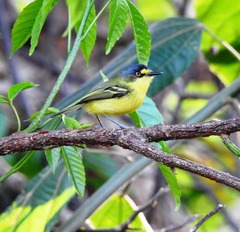 Todirostrum poliocephalum