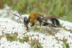 Stratiomys longicornis