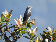 Muscipipra vetula