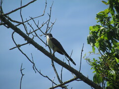 Coccyzus melacoryphus