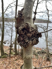 Neonectria ditissima