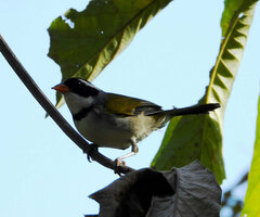 Arremon flavirostris