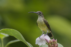 Arachnothera longirostra