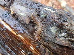 Lithobius variegatus