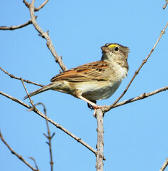 Ammodramus humeralis