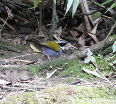Arremon semitorquatus