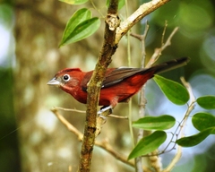 Coryphospingus cucullatus