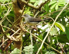 Coryphospingus pileatus